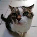 Profil de Pascalou