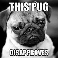 Pug disapproves.jpg