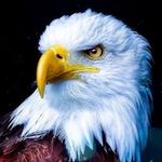 Profil de fidobedo